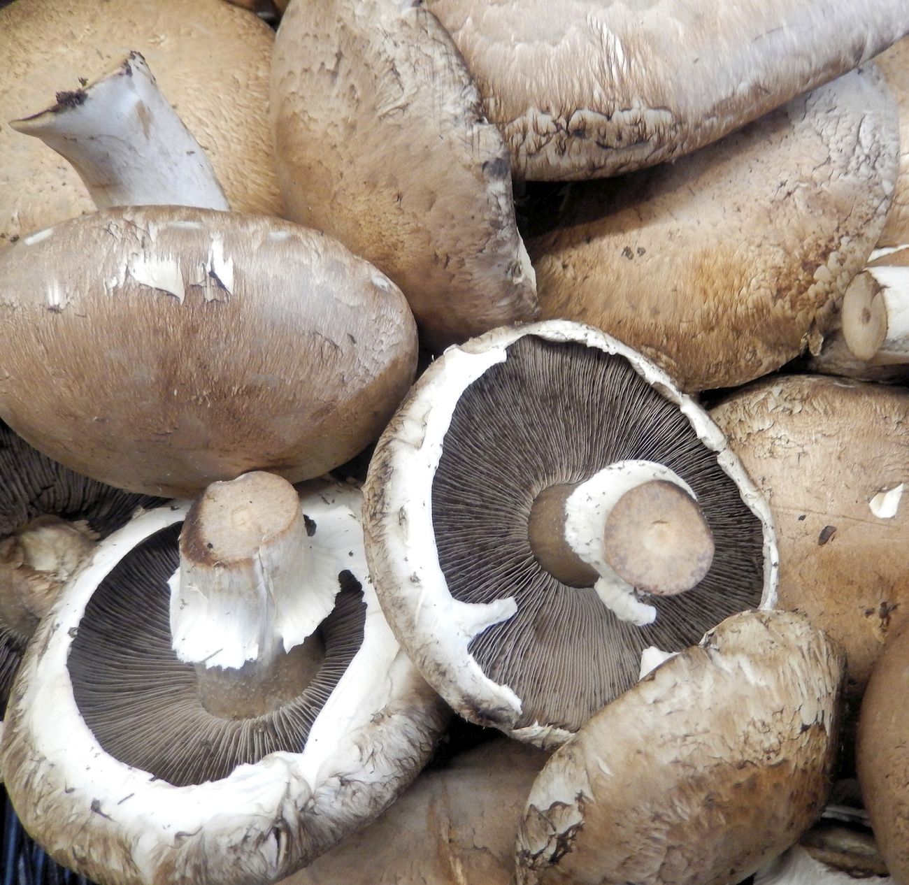 Portobello mushroom in the woods