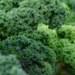 kale, fresh, vegetables-5975540.jpg