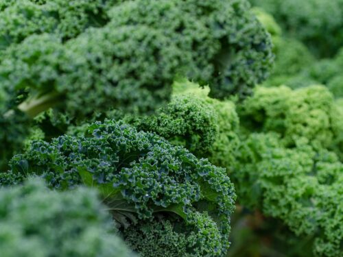 kale, fresh, vegetables-5975540.jpg